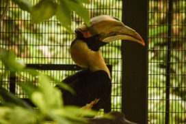 jurong hornbill griffon vulture